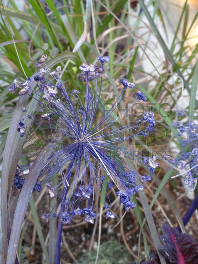 6487 Purple Eryngium (Sea Holly)