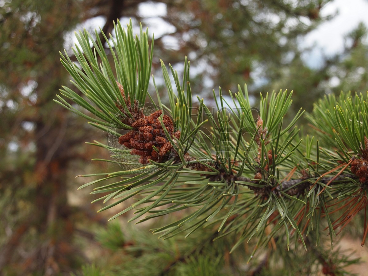6503 Pine Needles