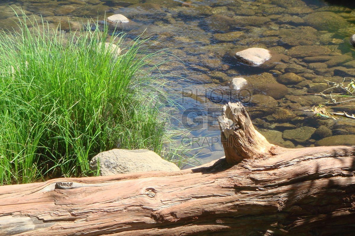 6512 Tree in Mountain Stream, Yosemite National Park, CA