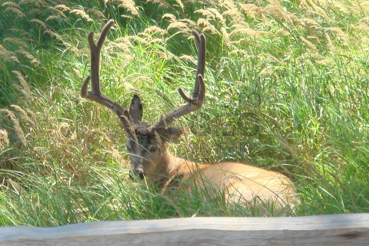 6513 Deer