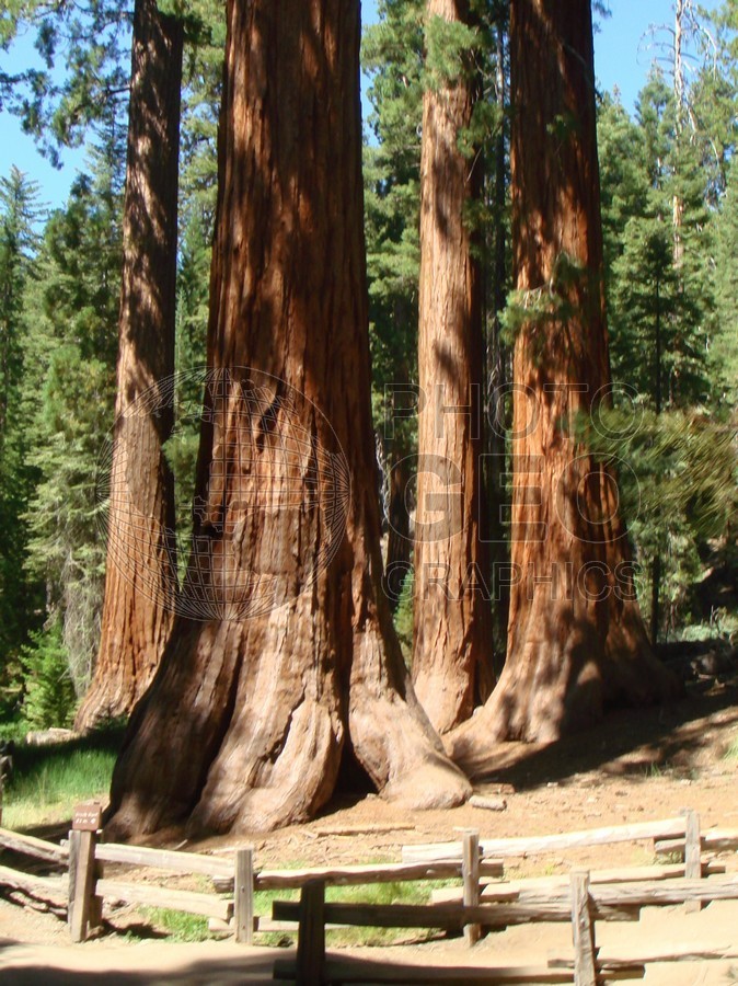 6525 Mighty Redwood at Yosemite National Park, CA