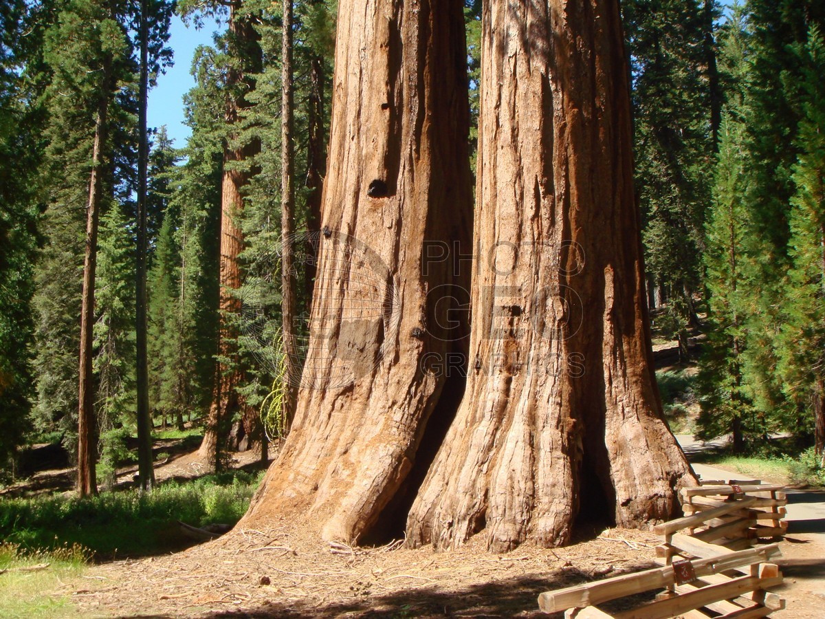 6527 Redwood, Yosemite National Park, CA
