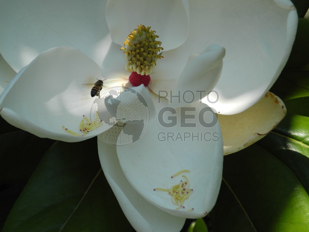 6530 White Magnolia with Bee
