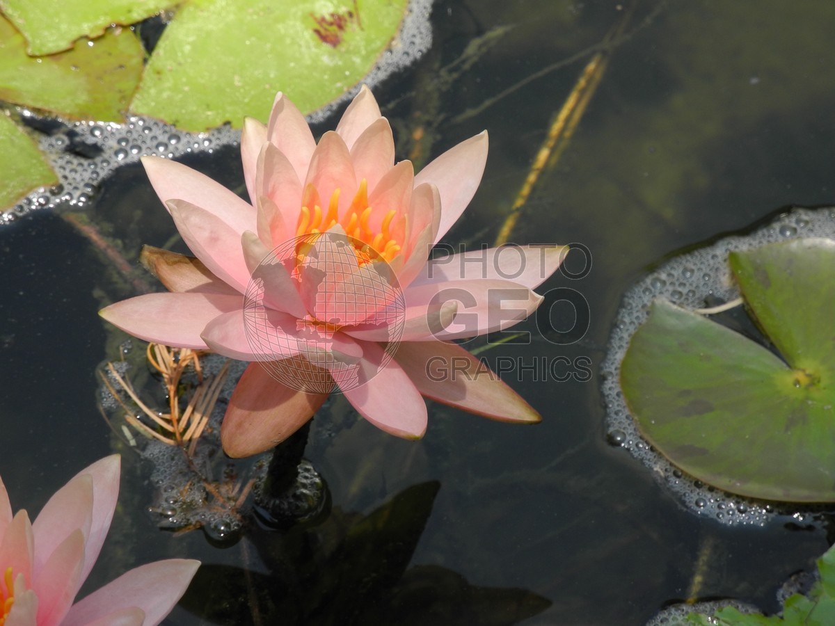 6531 Pink Water Lilly