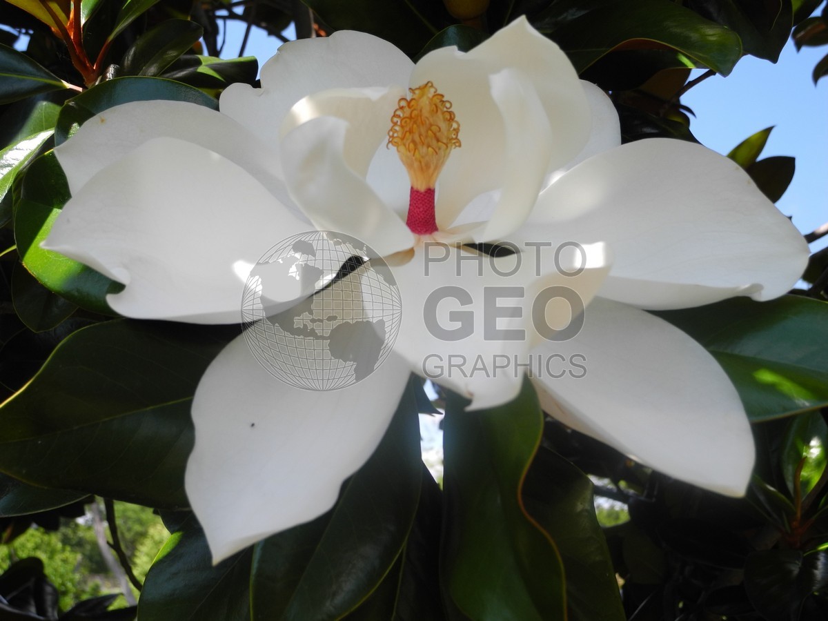 6532 White Magnolia