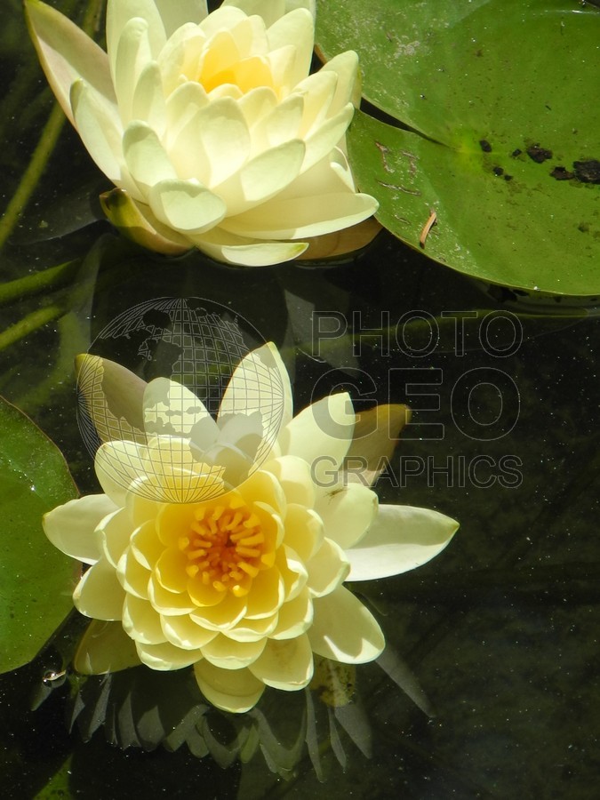 6534 Yellow Water Lilly