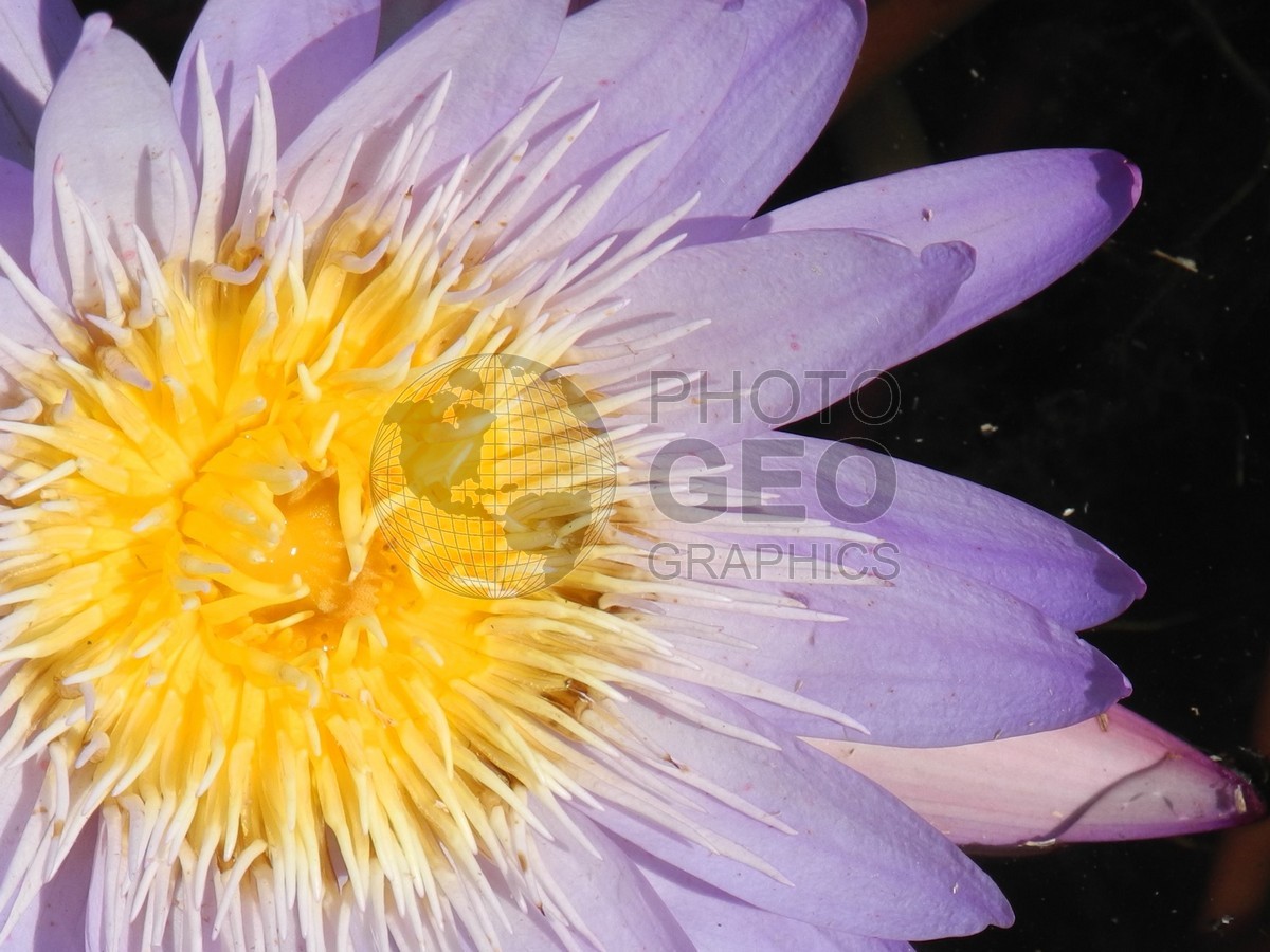 6536 Close-up of Purple Water Lilly