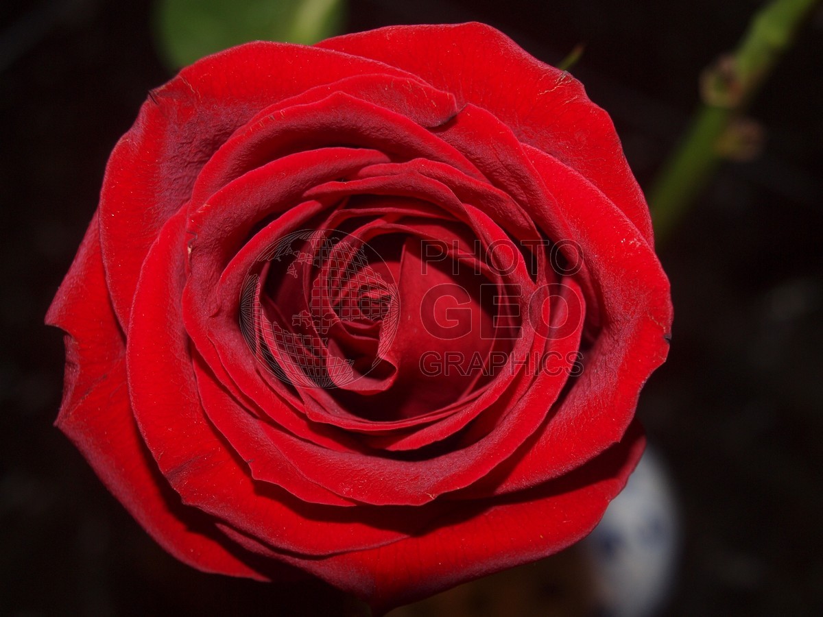 6537 Red Rose