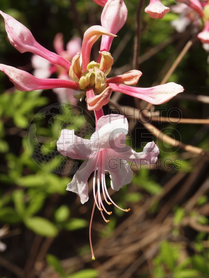6538 Pink Fuchsia