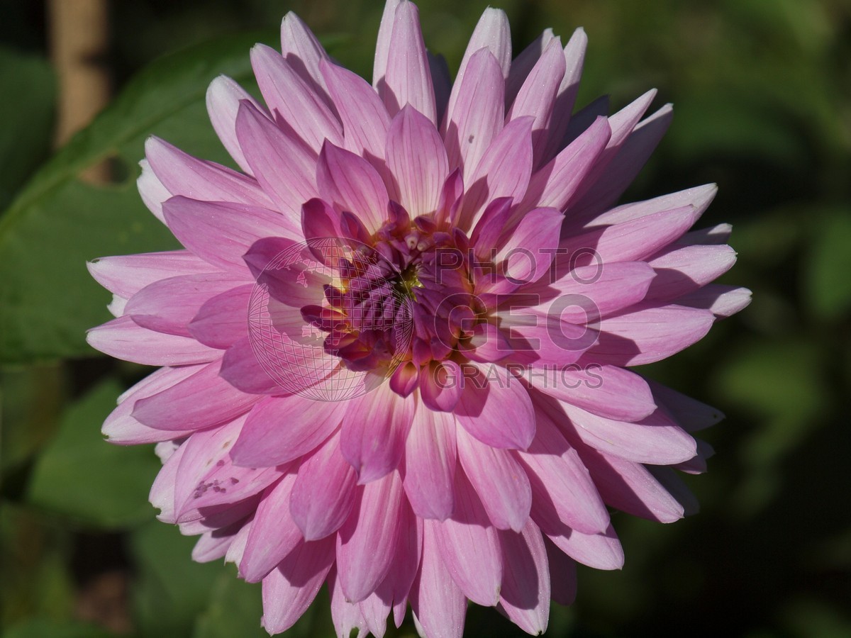 6539 Pink Zinnia
