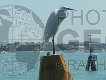 6544 Egret, Venice, Italy