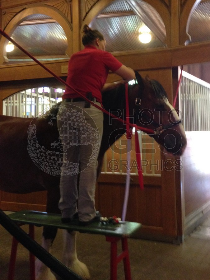 6561 Clydesdale Grooming, St. Louis, MO