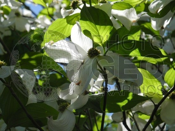 6564 Dogwood in Spring, Dallas Arboretum, TX