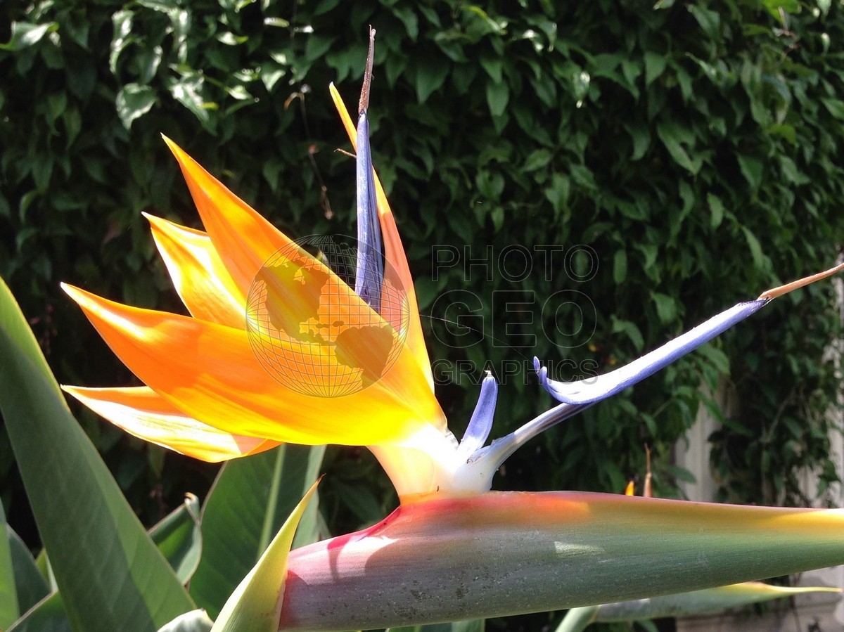 6572 Bird of Paradise, Antigua, Guatemala