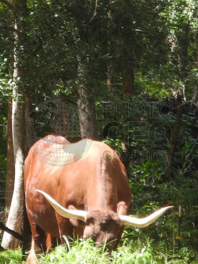 6580 Longhorn, Charleston, SC