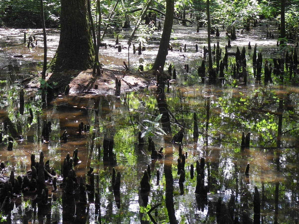 6581 Reflecting Pond, Charleston, SC