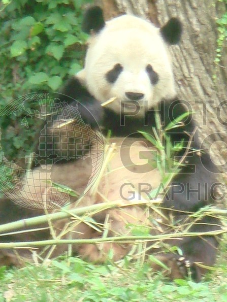 6582 Panda Bear, Washington, D.C.
