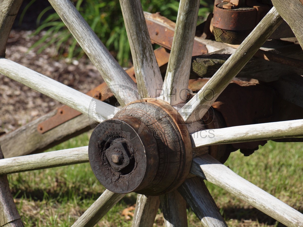 6605 Wagon Wheel Close-up, Starved Rock State Park, Oglesby, IL