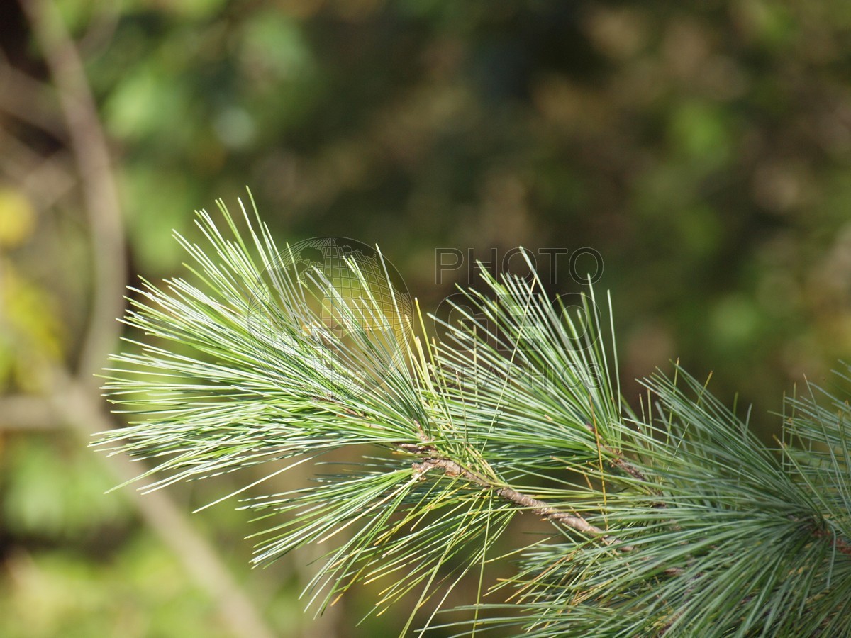 6608 Pine Needles, Mattheissen State Park, Oglesby, IL