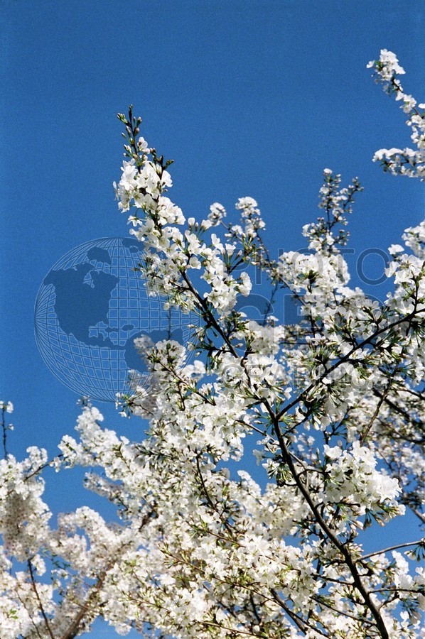 0023 Cherry Blossoms, Dallas Arboretum, TX