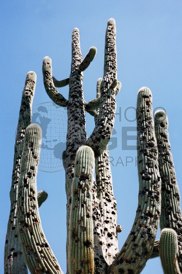 0027 Saguaro Cactus, Tucson, AZ