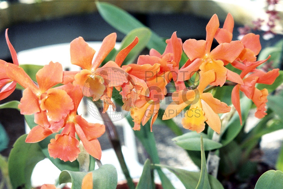 0034 Orange Orchids, Moorea, French Polynesia
