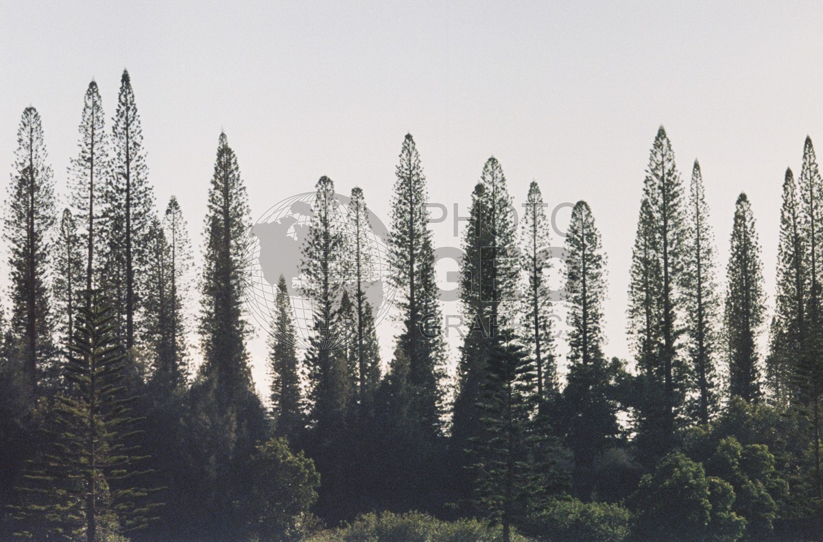 0035 Pine Trees Lanai, HI