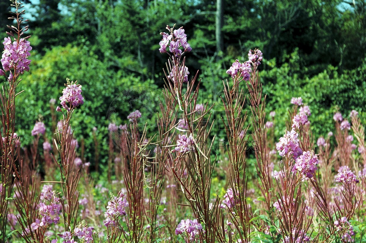 0037 Fireweed, Lubec, ME