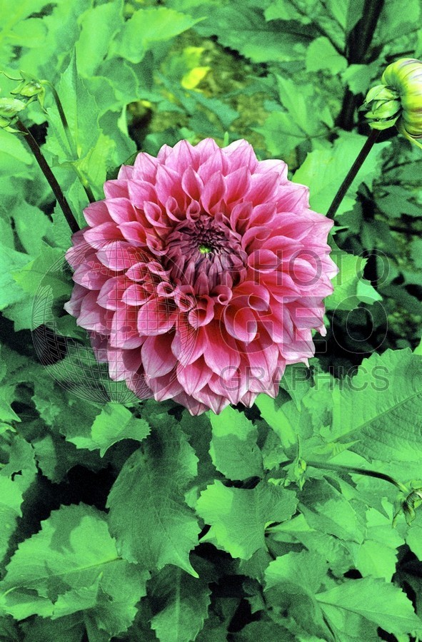 0038 Pnk Zinnia, Lubec, ME