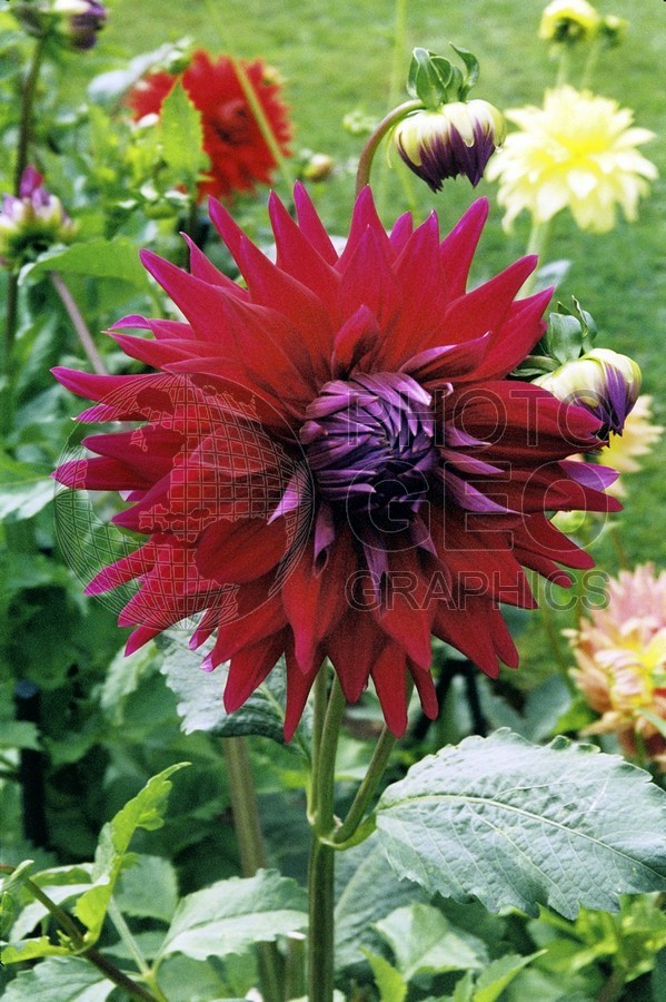 0039 Red Dahlias, Lubec, ME