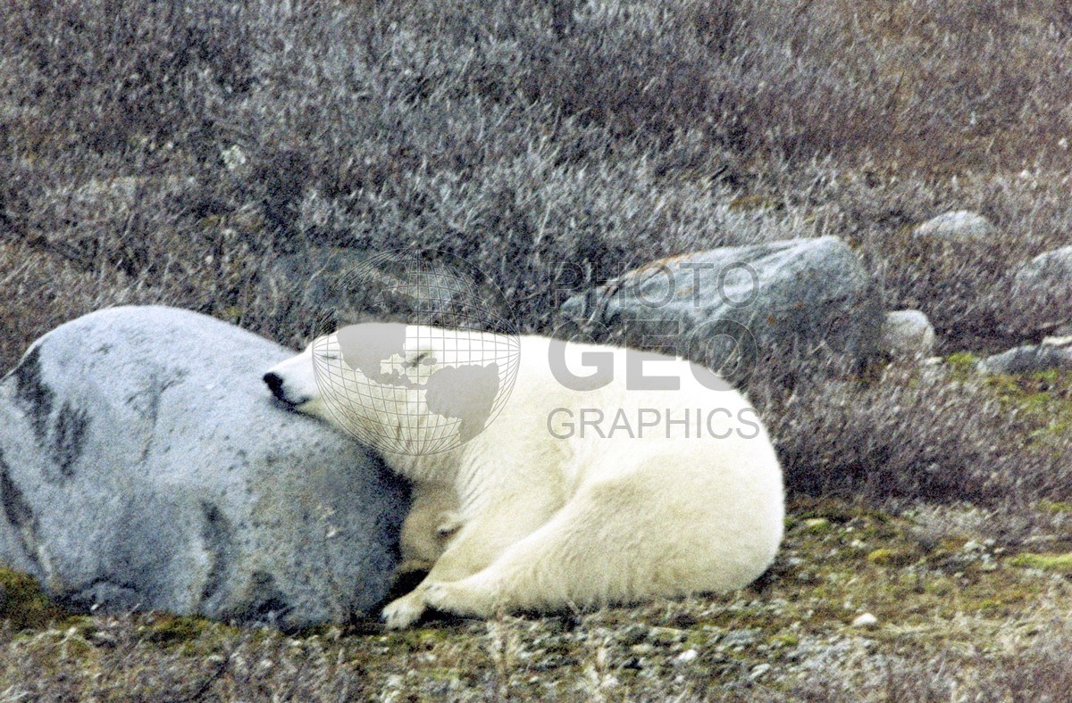 0049 Polar Bear, Churchill, MB