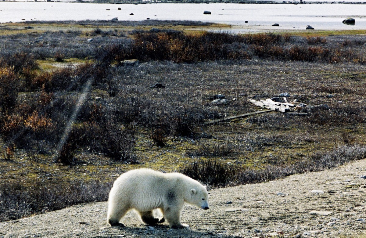 0050 Polar Bear, Churchill, MB