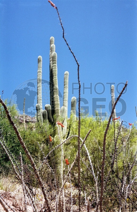 0052 Saguaro Cactus, Tucson, AZ