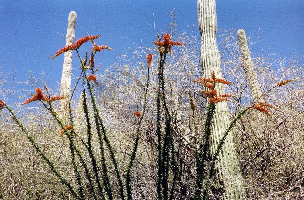 0053 Saguaro Cactus, Tucson, AZ