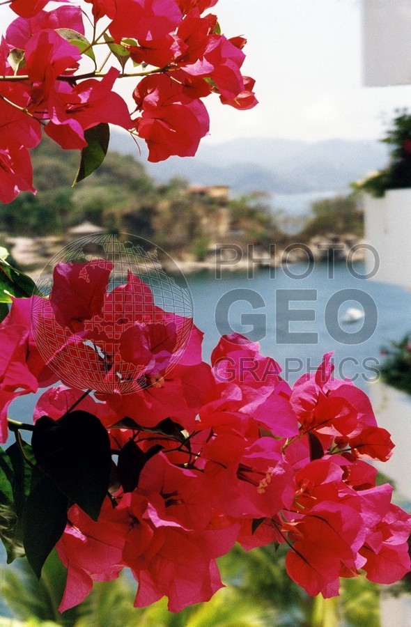 0061 Bougainvillea overlook Mismaloya Beach, Puerto Vallarta, Mexico