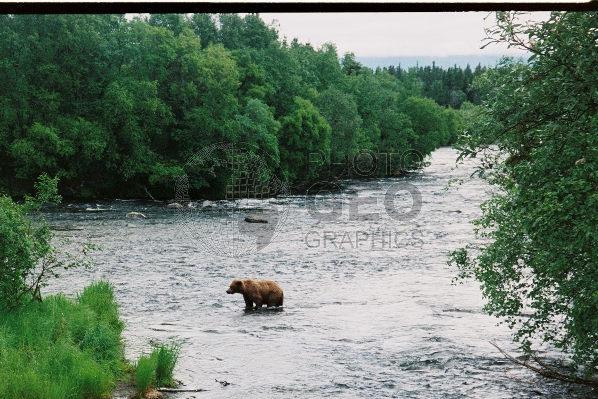 0076 Brown Bear, Katmai National Park, AK