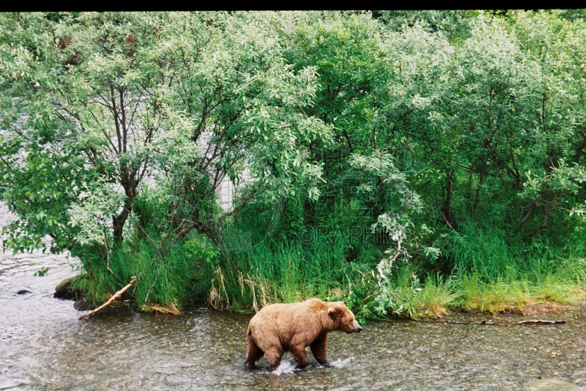 0077 Brown Bear, Katmai National Park, AK