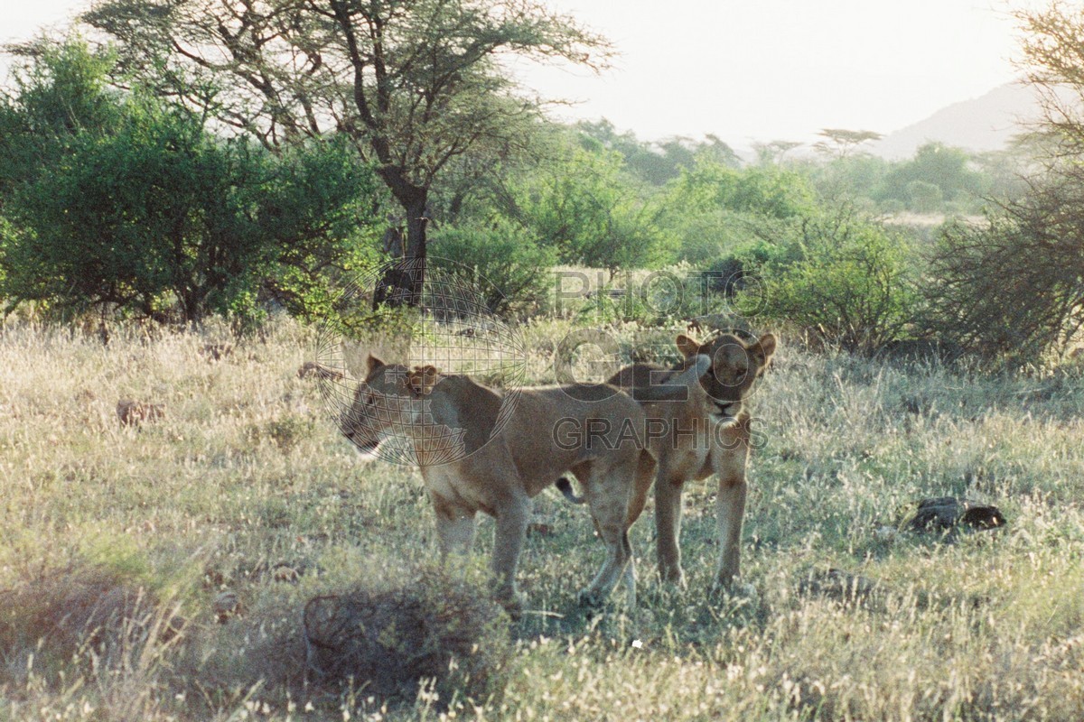 0082  Lions on the Hunt, Maasai Mara, Kenya