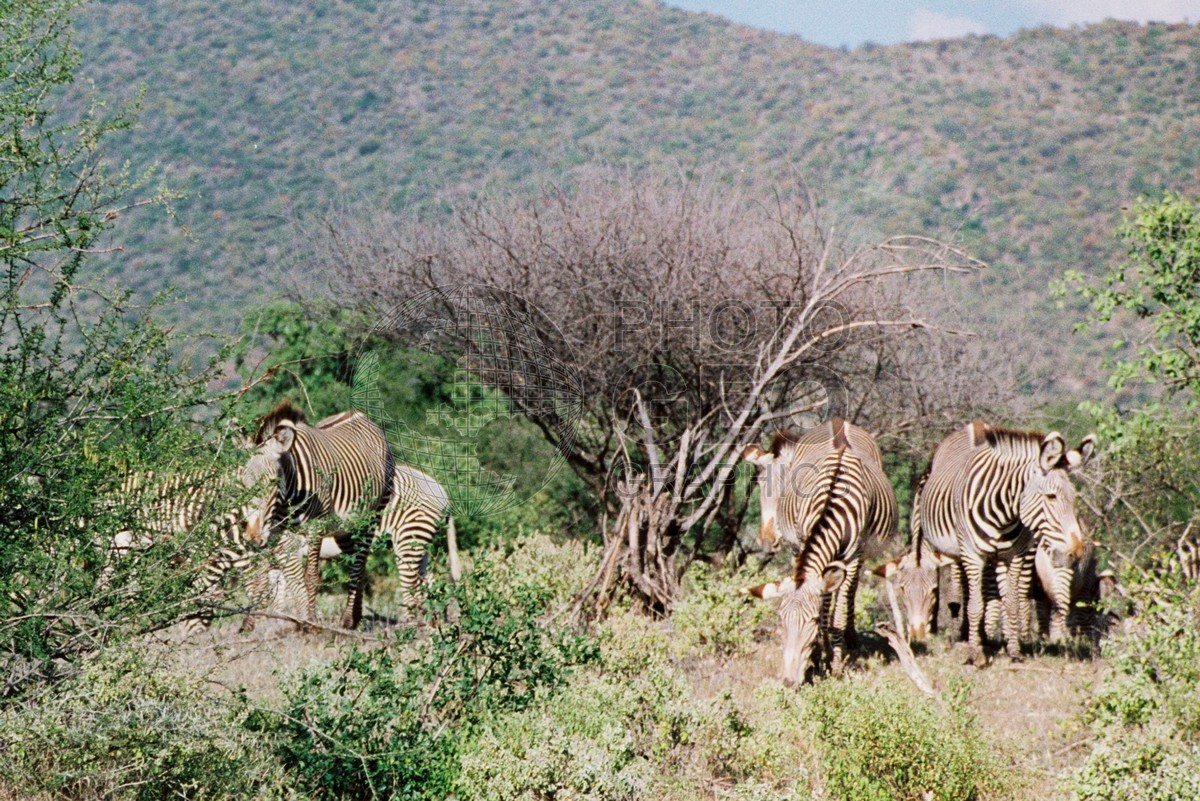 0083  Grevy's Zebras, Maasai Mara, Kenya