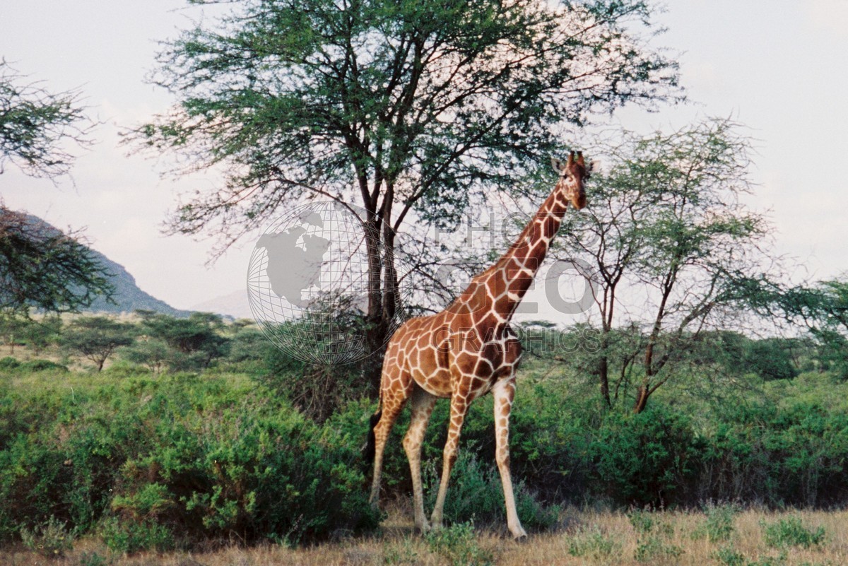 0086  Giraffe, Maasai Mara, Kenya