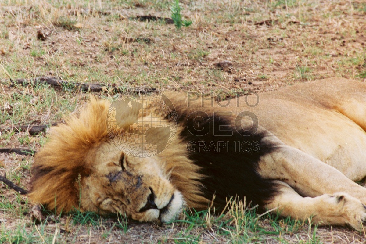 0088  Lion, Maasai Mara, Kenya