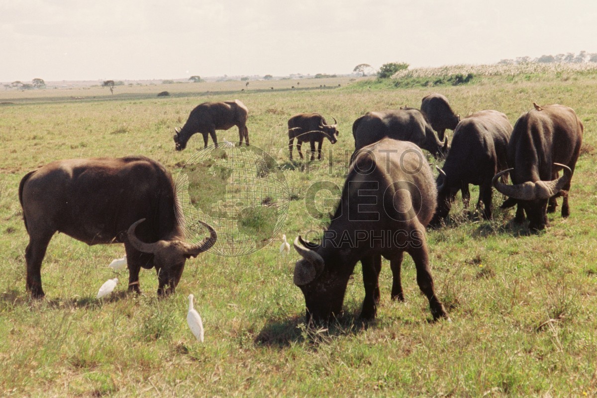 0090  Water Buffalo, Maasai Mara, Kenya