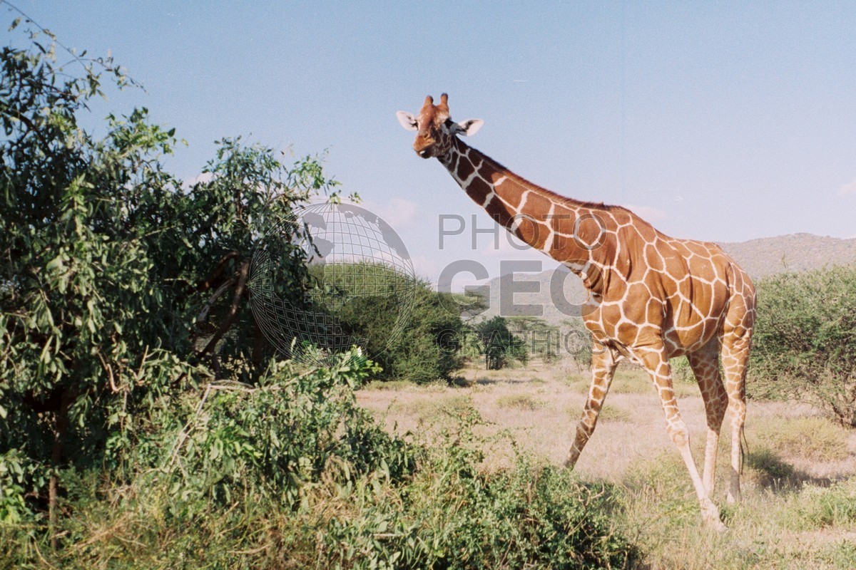 0091  Giraffe, Nairobi National Park, Kenya