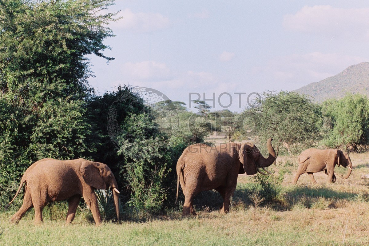 0092  Elephants, Nairobi National Park, Kenya