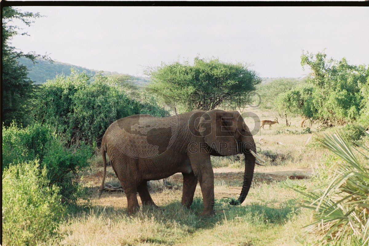0093  Elephant & Gazelle, Nairobi National Park, Kenya