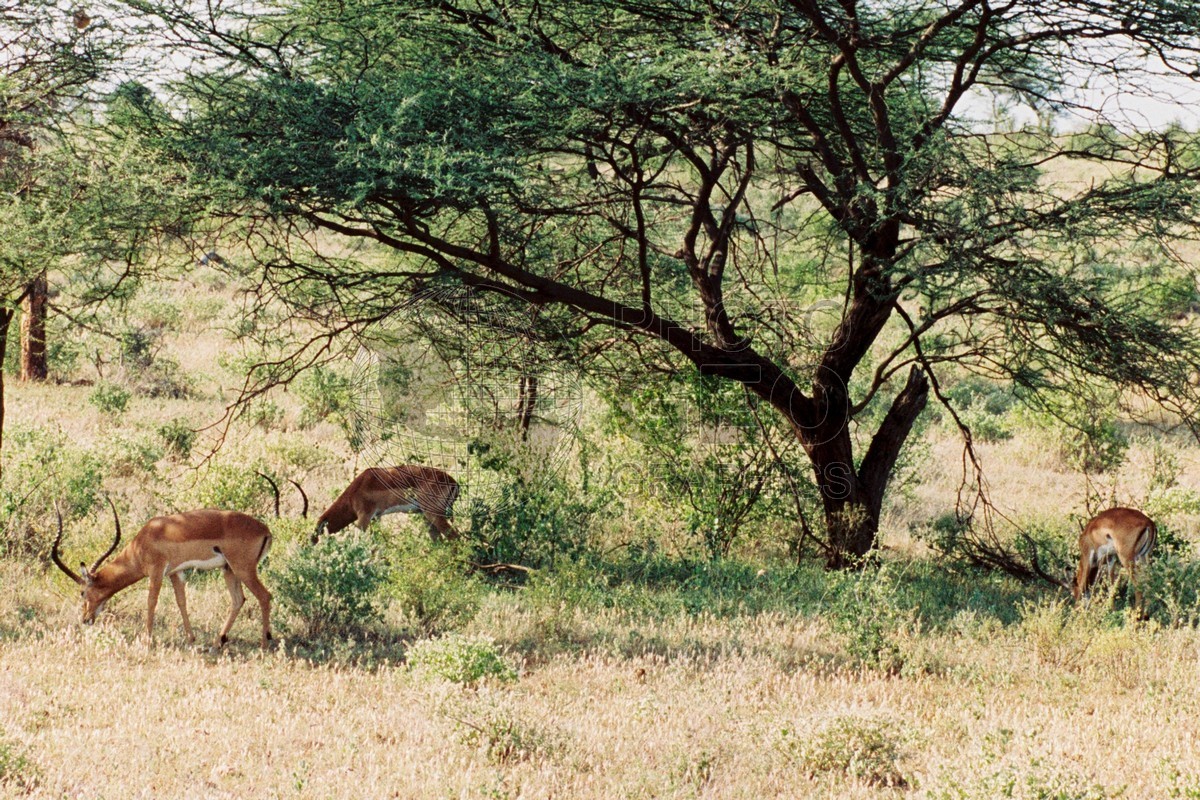 0094  Antelope, Nairobi National Park, Kenya