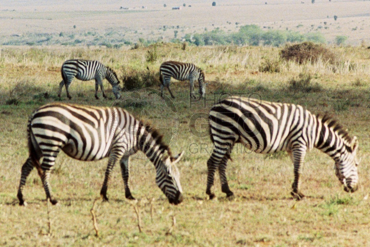 0095 Grevy's Zebras, Nairobi National Park, Kenya