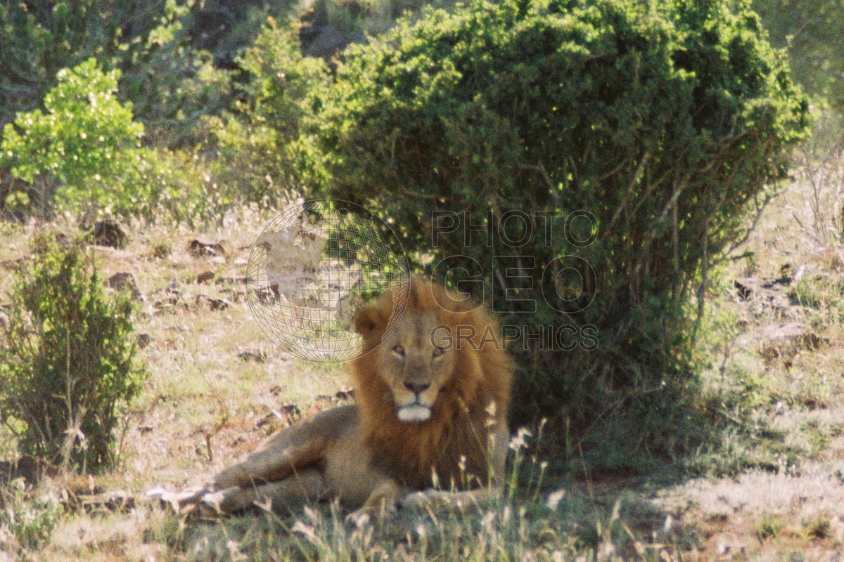 0096 Lion, Maasai Mara, Kenya
