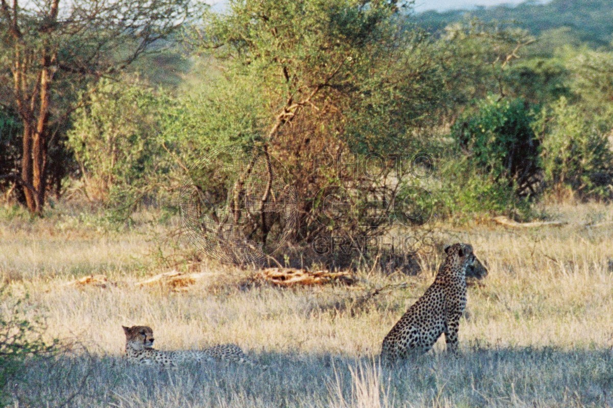 0098 Cheetah, Maasai Mara, Kenya