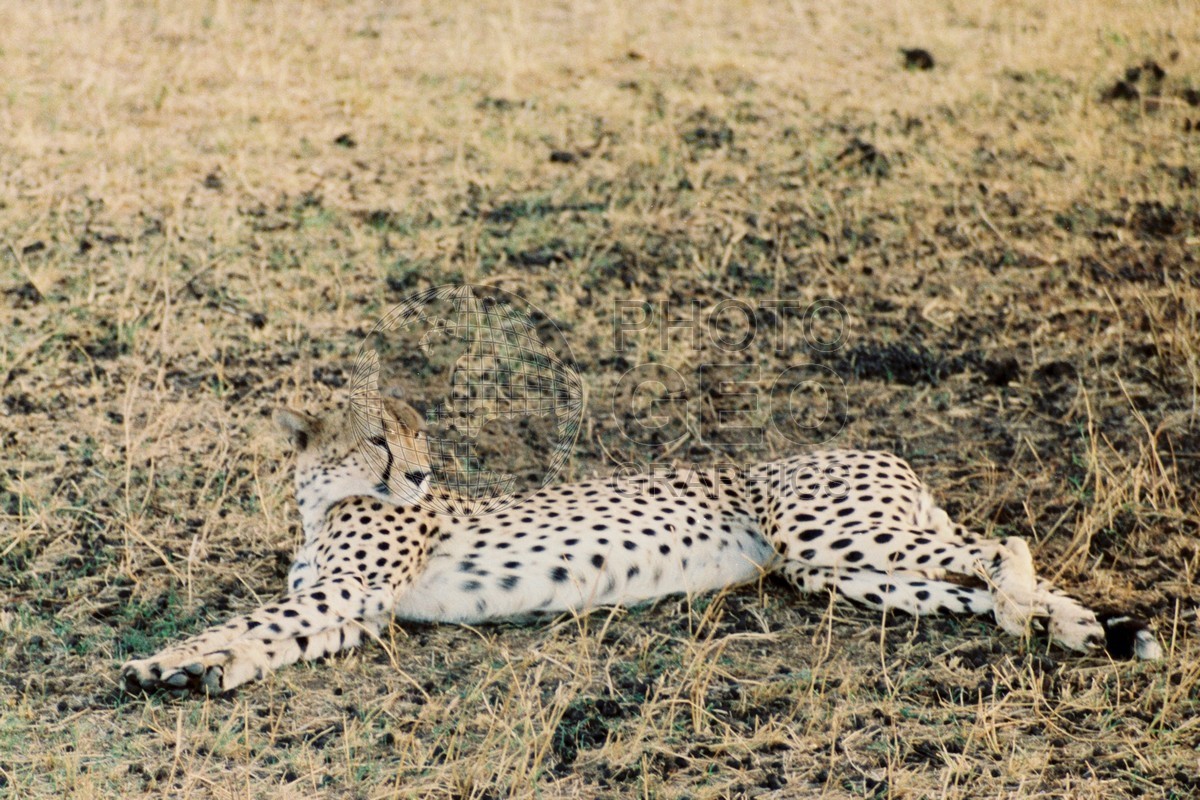 0099 Cheetah, Maasai Mara, Kenya